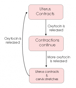 oxytocin feedback