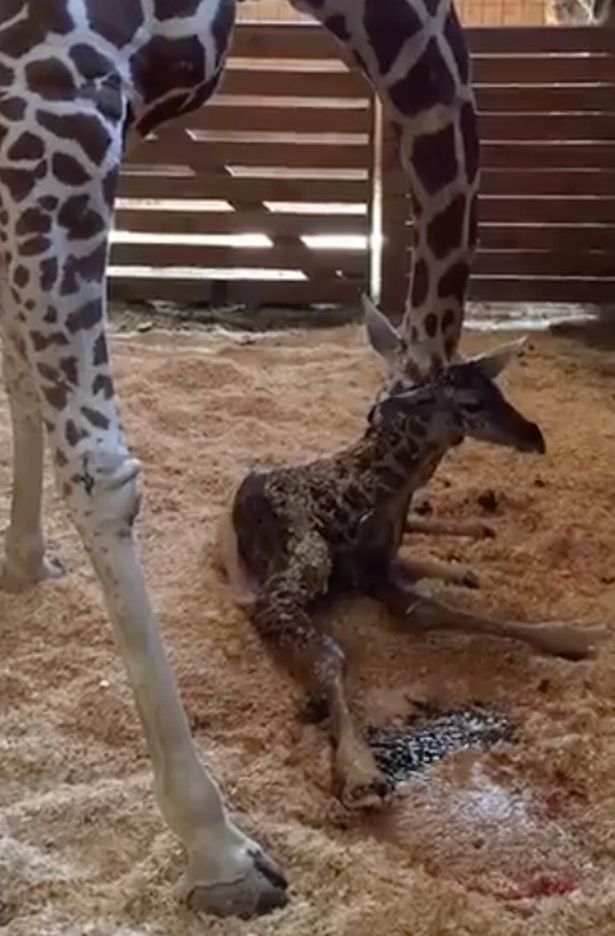 april giraffe baby calf